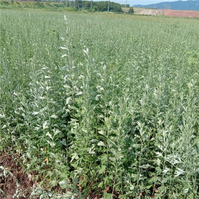 蕲艾 苦艾生产精油蒸馏提取艾叶油香料油蕲艾精油来料加工图3