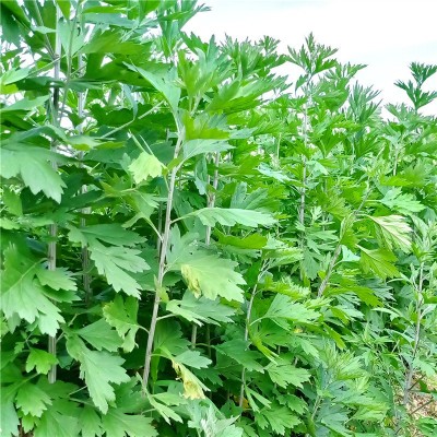 吉安2500亩 艾草精油艾叶油蕲艾提炼植物香料油苦艾精油现货图5