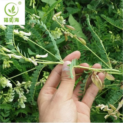 黄芪片 甘肃无硫黄芪指甲片1.0-1.2手选北芪 500克装批发一件代发图3