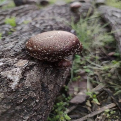 香菇 椴木香菇 厚菇 干货 野外自然生长肉厚味鲜 冬菇 干香菇250g