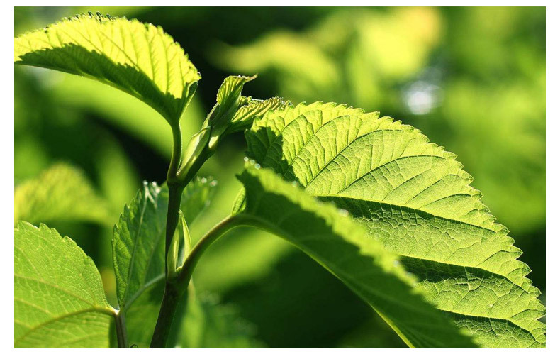 桑叶茶 桑果果桑叶茶花草 混合代用茶定制批发 袋装灌装桑叶贴牌