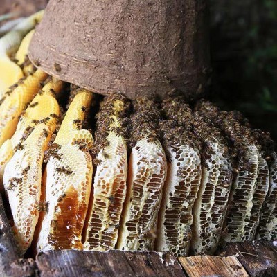 源头蜂场蜂蜜批发农家土特产土蜂蜜500g结晶细腻直播代发蜜糖图3