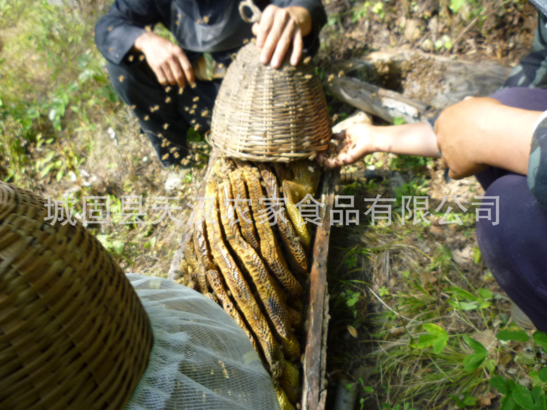 秦岭山中取木桶土蜂蜜