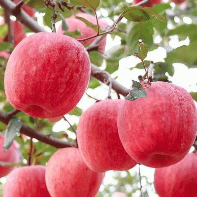 纸袋红富士苹果价格 洛川红富士苹果价格行情