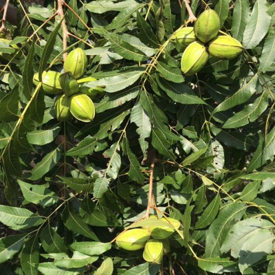 重庆核桃苗，渝北川早2号核桃苗技术提供，渝北核桃苗种植时间