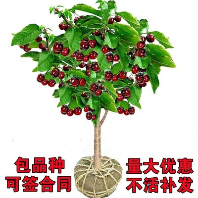 忠义苗木|吉塞拉砧木樱桃苗|吉塞拉砧木
