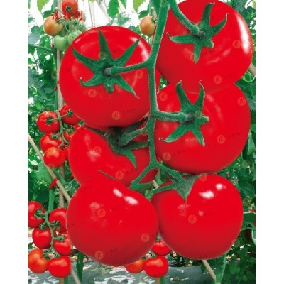 北京海淀区米瑞柯番茄种子批发*基地 *小番茄樱桃番茄种子