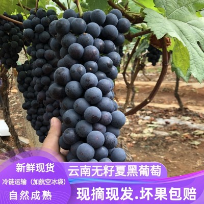 齐齐哈尔绿泉春提子种植合作社小贴士，葡萄品种小分类