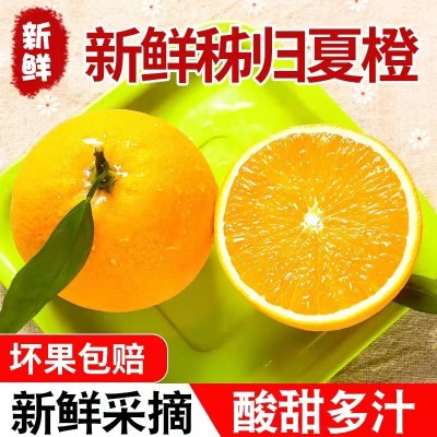 新鲜夏橙湖北秭归脐橙应季水果产地现摘现发非血橙非赣南一件代发图3