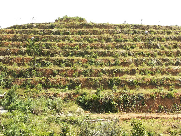 高山茶园基地750