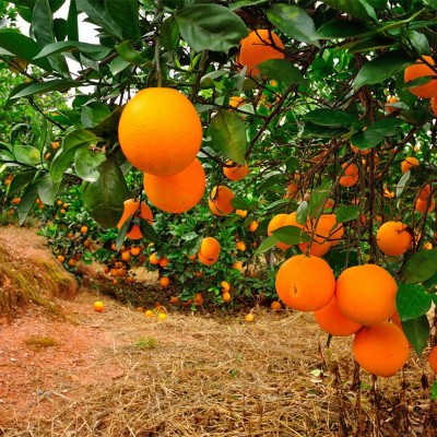 正宗赣南脐橙现摘新鲜水果当季大橙子10斤20斤装赣州果园产地直发