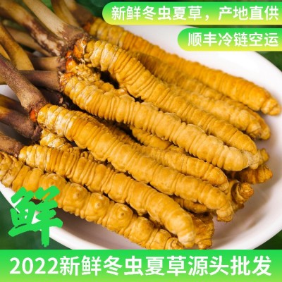 2022新鲜冬虫夏草虫草正品新鲜虫草大量批发顺丰冷链空运鲜草批发