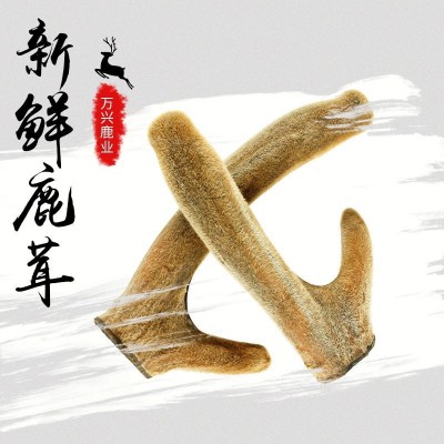 鹿茸 东北特产整枝梅花鹿干鹿茸 鹿场供应二杠鹿茸片 鹿茸批发图2