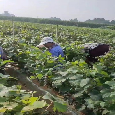 葡萄苗 夏黑葡萄 蓝宝石 维多利亚 阳光玫瑰 红提 茉莉香 妮娜皇图3