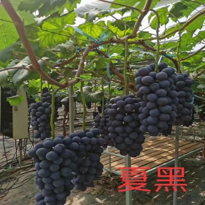 葡萄苗 夏黑葡萄 蓝宝石 维多利亚 阳光玫瑰 红提 茉莉香 妮娜皇图2