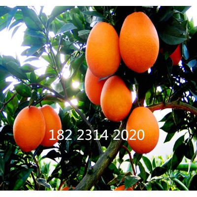 基地直销 脐橙果苗 嫁接纽荷尔脐橙果苗 新品种南方种植果树苗