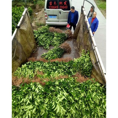 基地直销 脐橙果苗 嫁接纽荷尔脐橙果苗 新品种南方种植果树苗图2