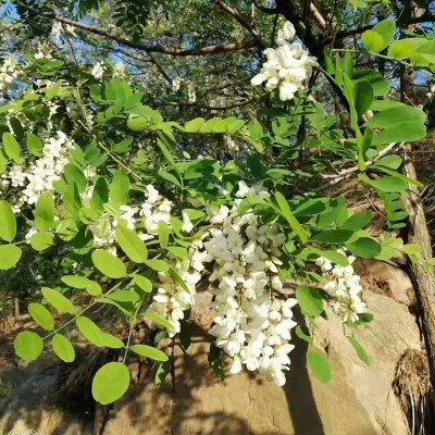 热卖槐花蜂巢蜜 厂家批发盒装蜂巢蜜 自然甘甜美味图3