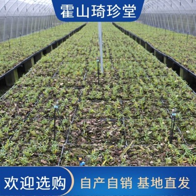 铁皮石斛中药材 泡茶干品铁皮枫斗批发 琦珍堂供应 厂家直供图4